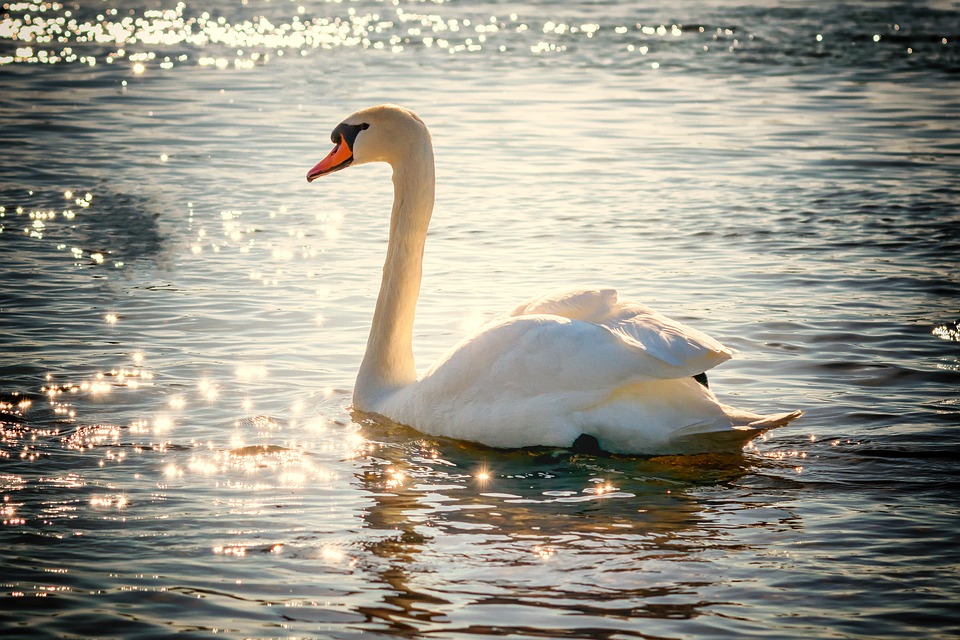 Is it okay to swim while treating a vaginal yeast infection?